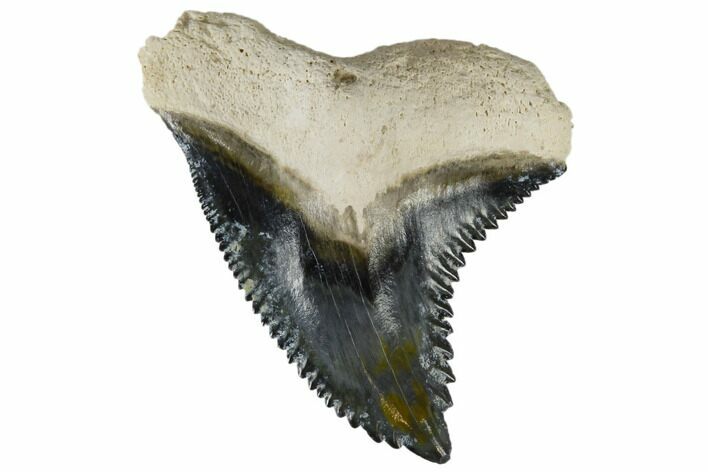 Large, Fossil Shark Tooth (Hemipristis) - Bone Valley, Florida #113797
